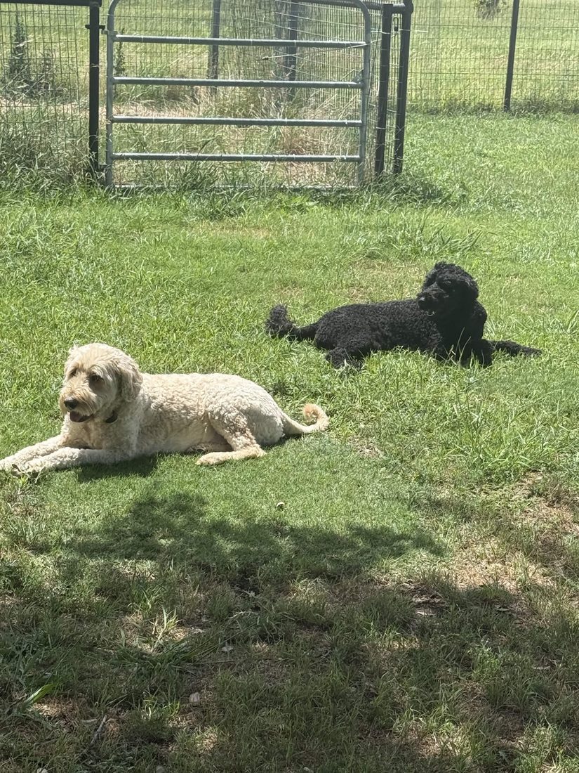 Two doodles relaxing together in a grassy yard