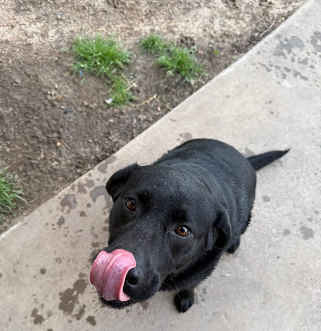 Black lab licking its nose on a walk
