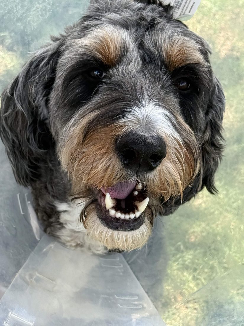 Gray and tan doodle smiling up close